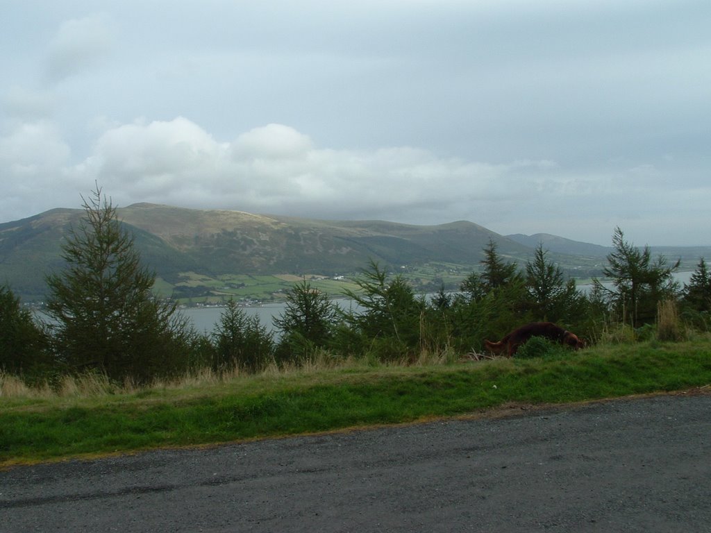 Carlingford, Coillte forest. by Clannrua