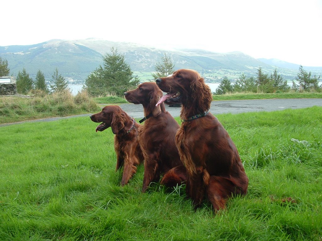 Setters in Carlingford!! Mourne Mountains in background! by Clannrua