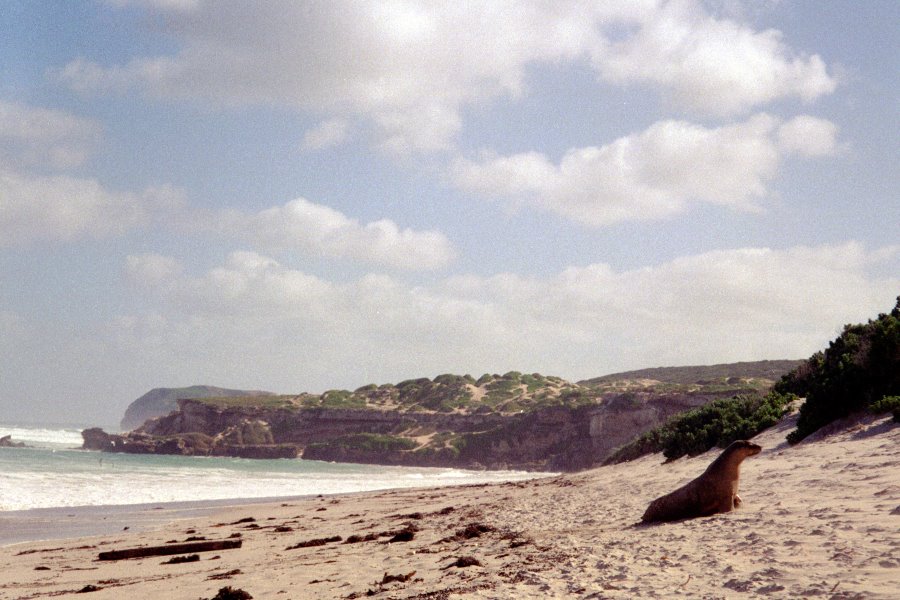 Seal Bay, Kangaloo Island by keim heim