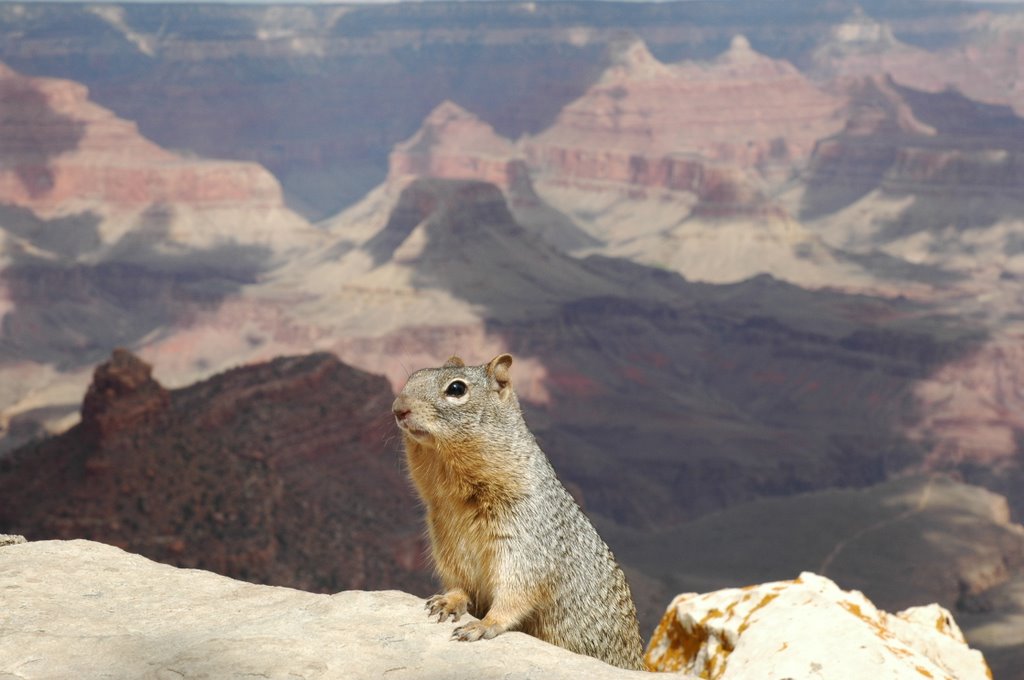 Grand Canyon by miro59