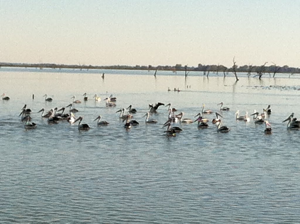 Pelicans in Lake Brewster off Lachlan River by Dr Muhammad J Siddiqi State Water Corp by Dr Muhammad J  Siddiqi