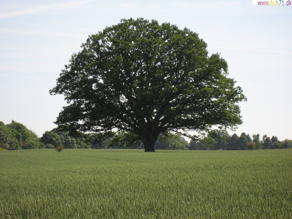 Field with Old Three by Hans-dk