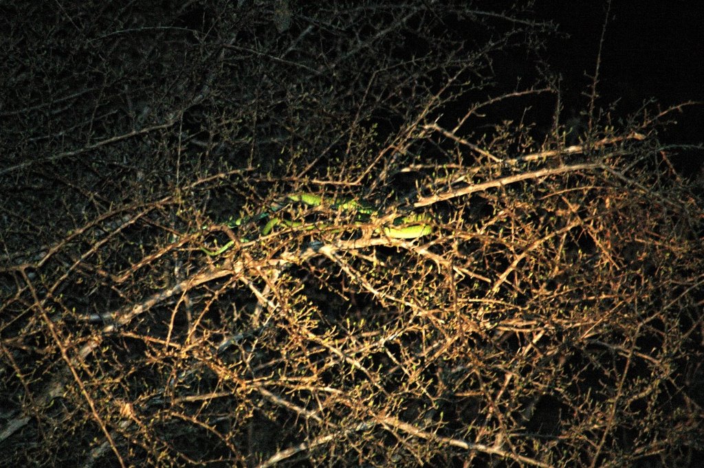 Green Serpent, Kruger National Park, ZA by José Pedro Fernandes