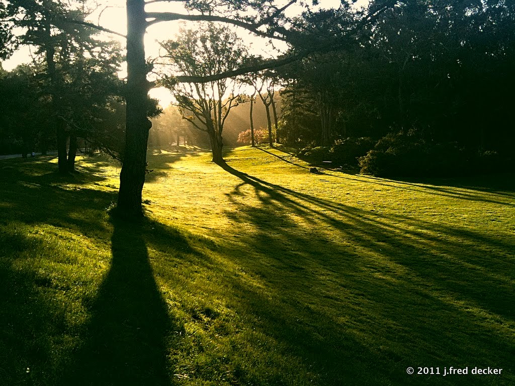 Lindley Meadow in Golden Gate Park by jfreddd