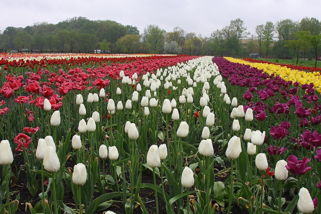 Tulip Time Festival in Holland, Michigan at Windmill Island Park by GregorP