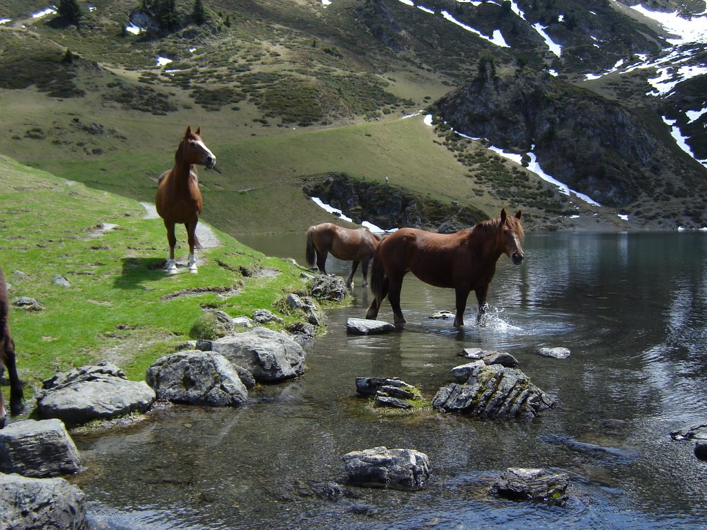 cheveaux au lac de Borderes by gillguad