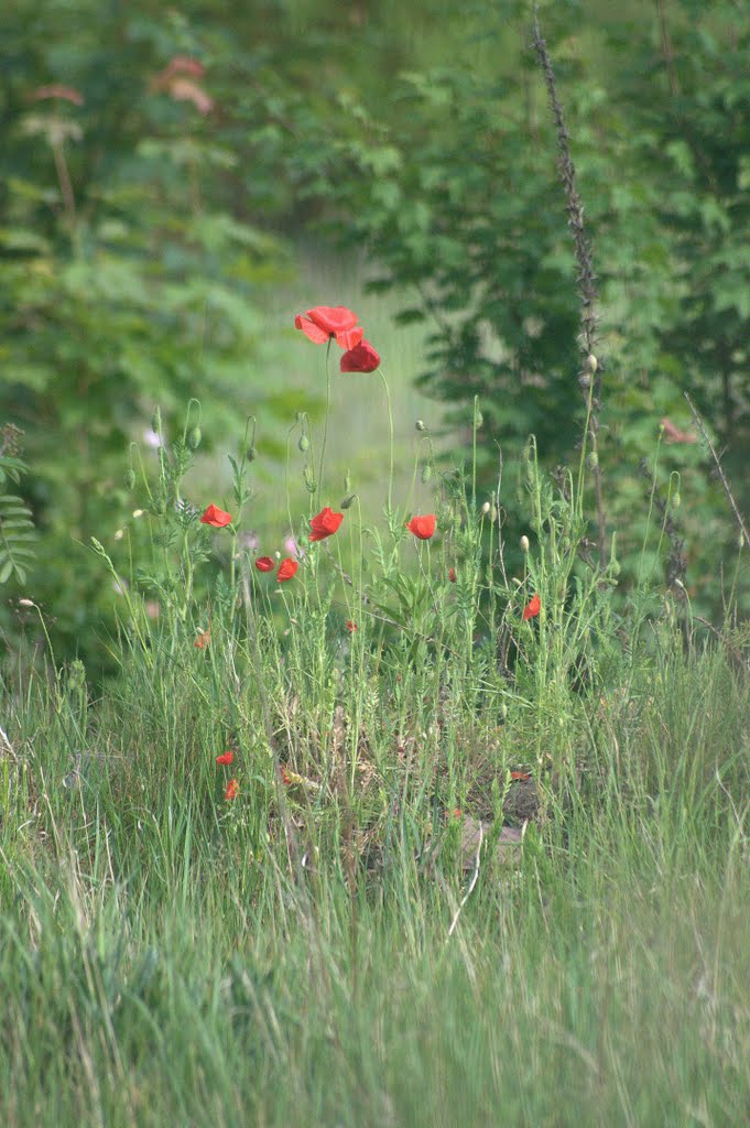 Klatschmohn by Saitenquälix