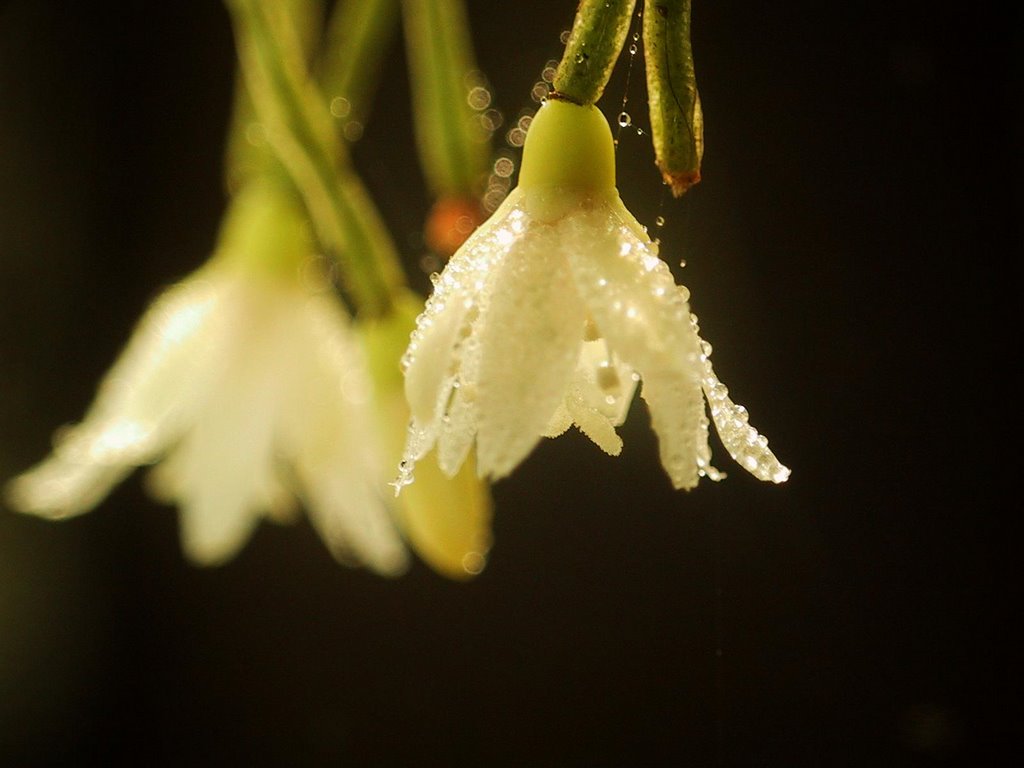 Flor de Rhipsalis (baccifera?) by Walther Grube