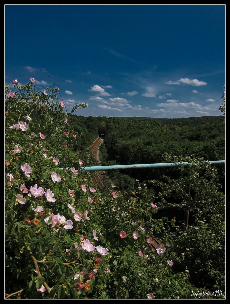 Le panorama. Dans la fôret de la Londe-Rouvray. by Landry Lachèvre