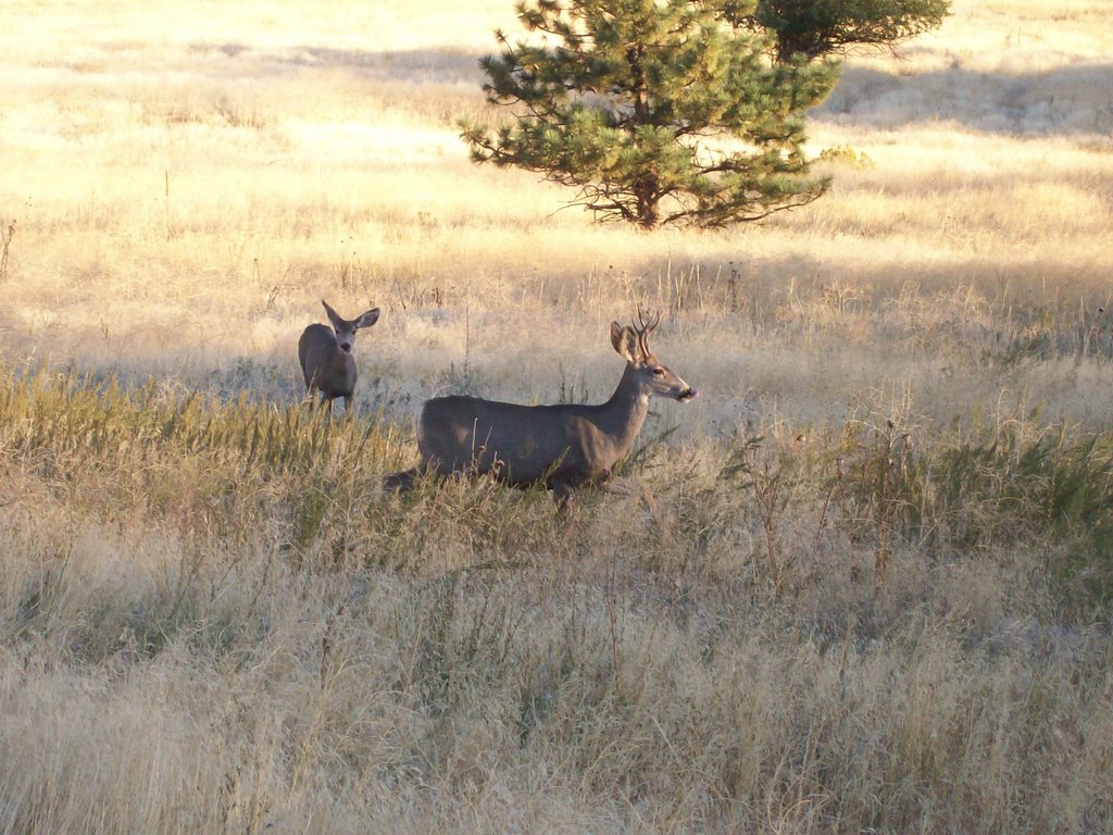 Mule Deer at Red Rocks Park by kpenird