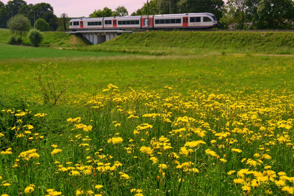 Into Yellow(enlarge) by Tombstone65