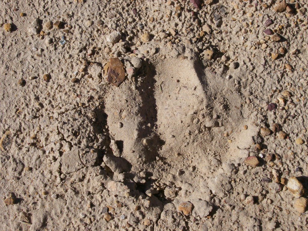 Mountain Lion Tracks by kpenird