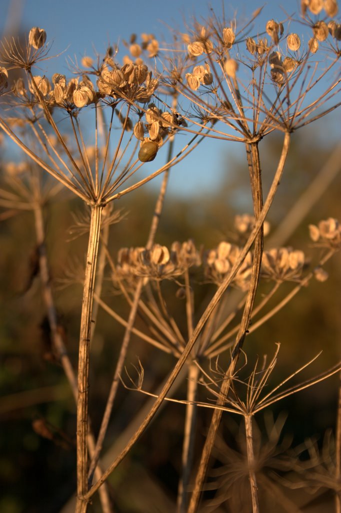 Golden Plant by Vince vdp