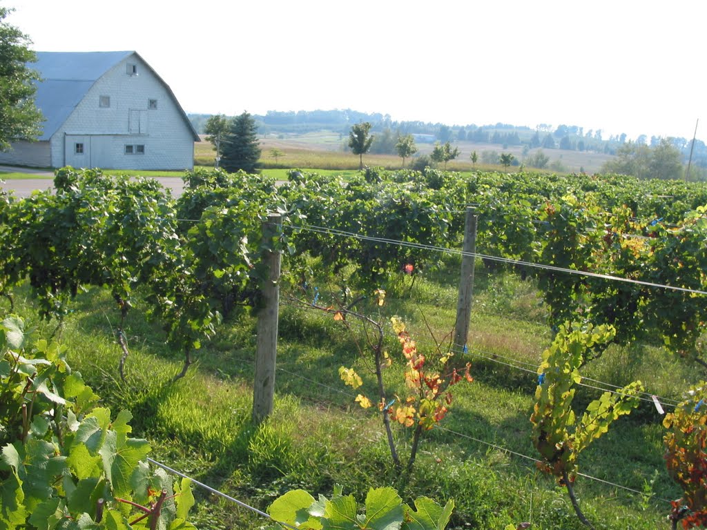 Ciccone Vineyard and Winery by plumgarden