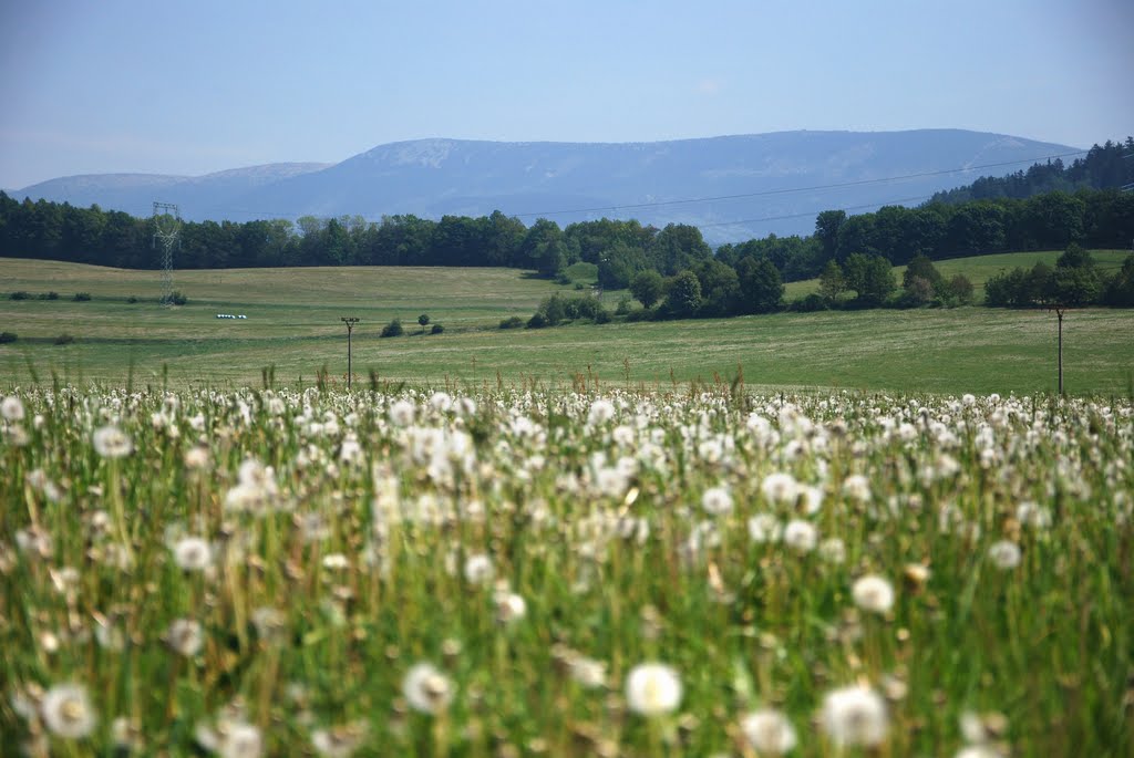 Pampelišková louka by Tomas Kelar