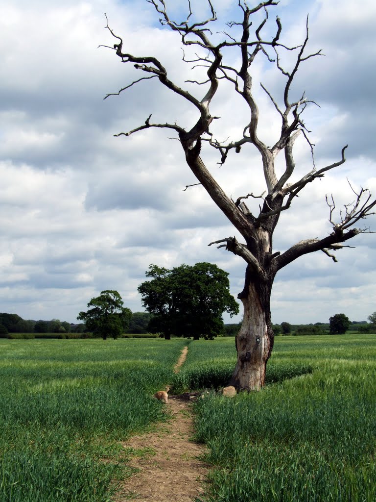 North of Tadcaster by Hoviss