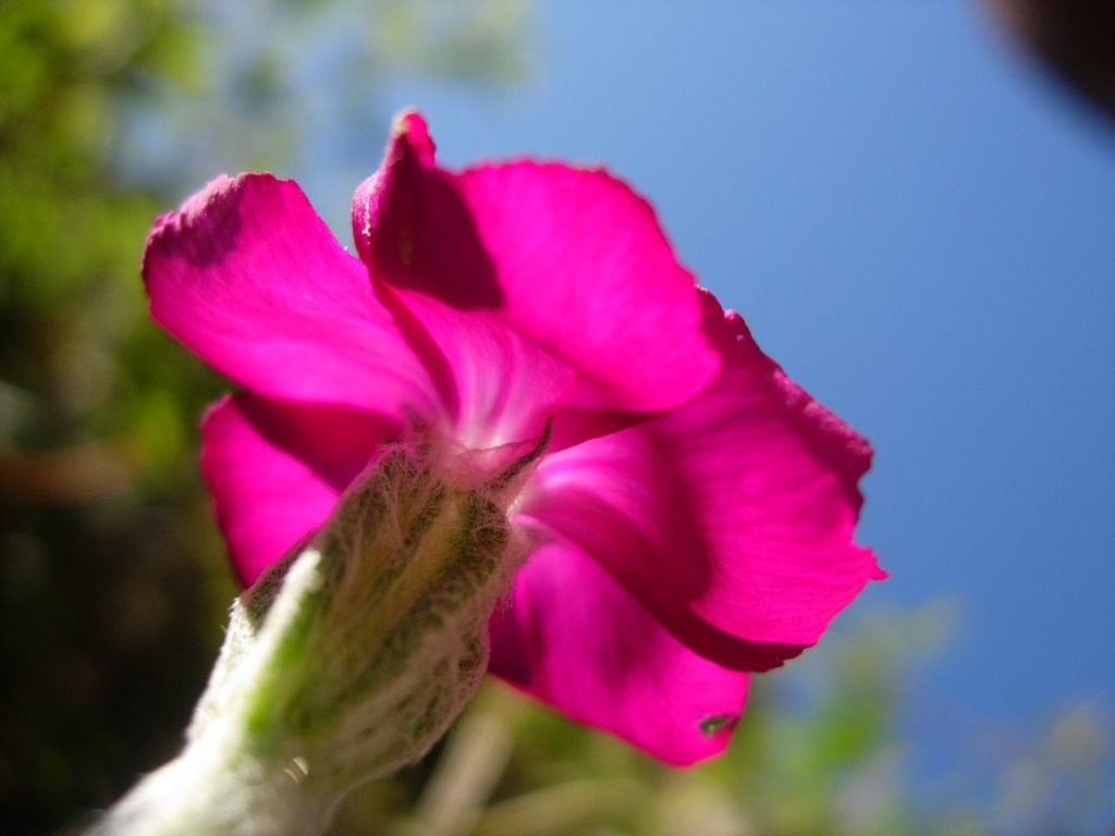 Flor del Montseny, Barcelona by Sebastián Cebrián