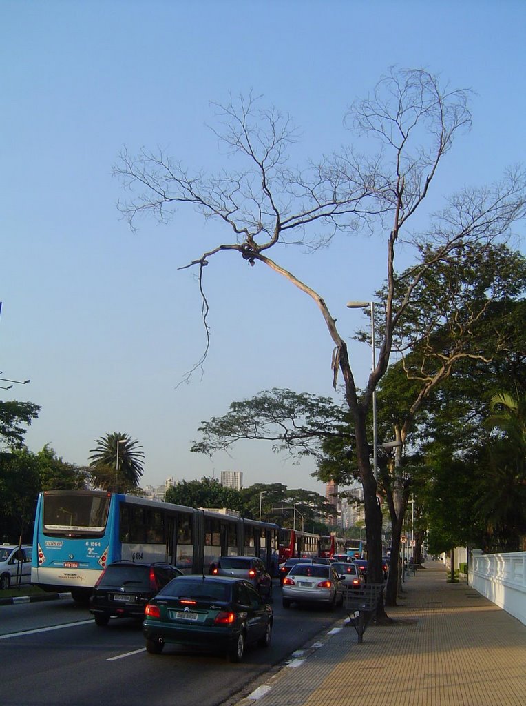 Jardim Paulista, São Paulo - State of São Paulo, Brazil by Emiliano Homrich