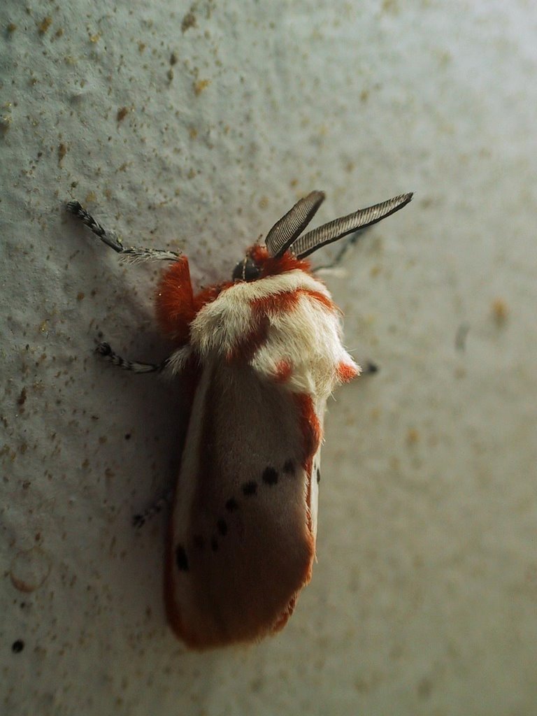 Mariposa by Walther Grube