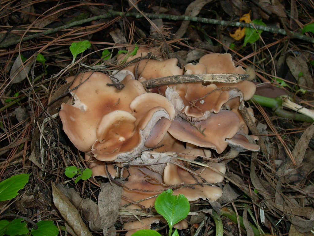 Fungi by Walther Grube