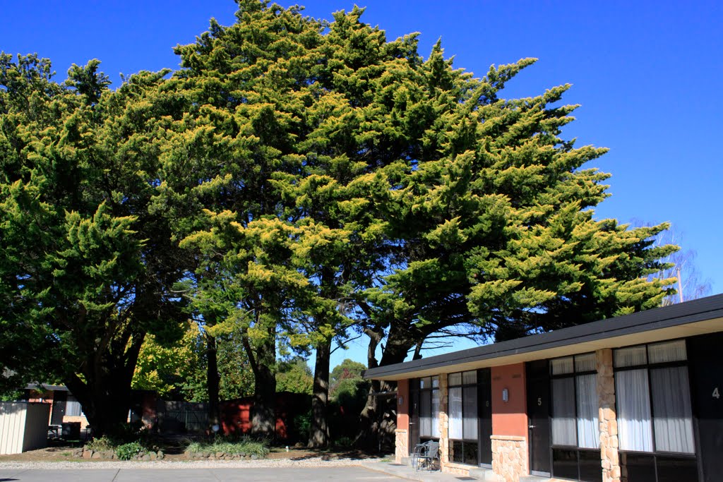 Cypresses Trees in Ballarat by ΅ PhotoKazia ΅