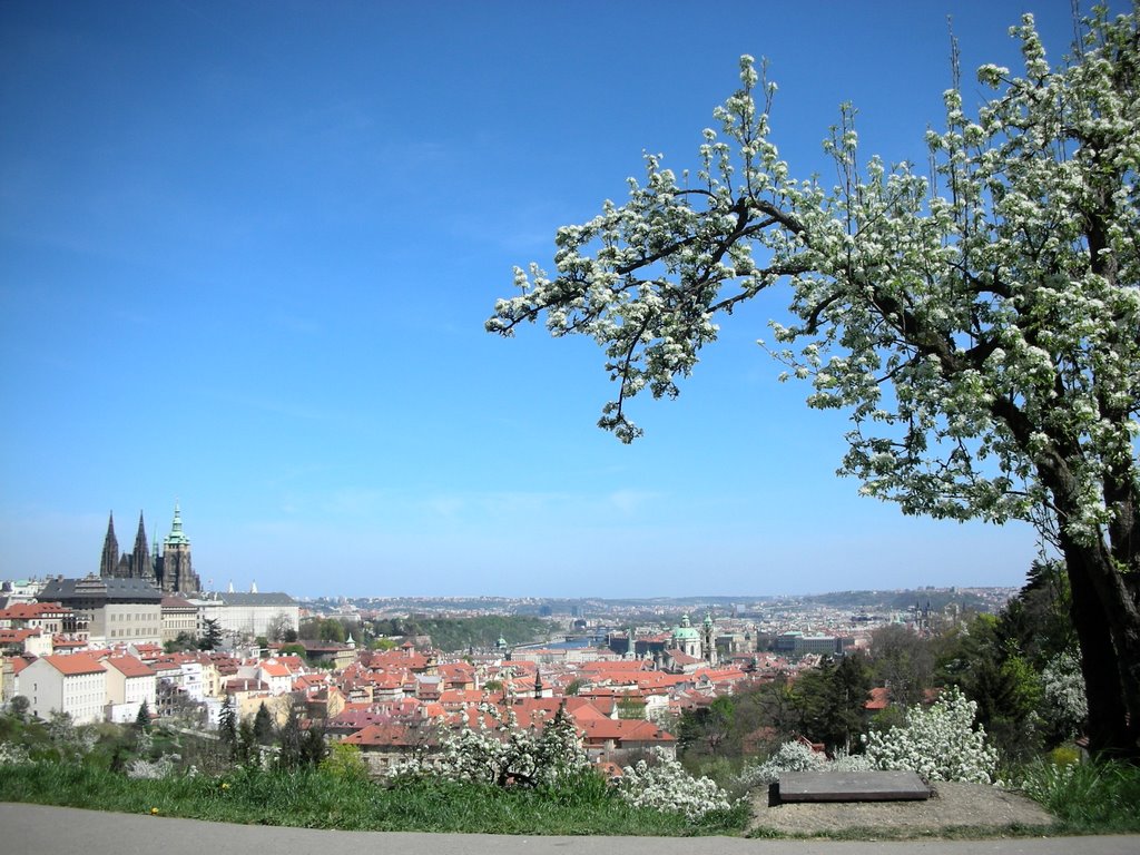 Prague castle above apple tree blossoms by hannolancia