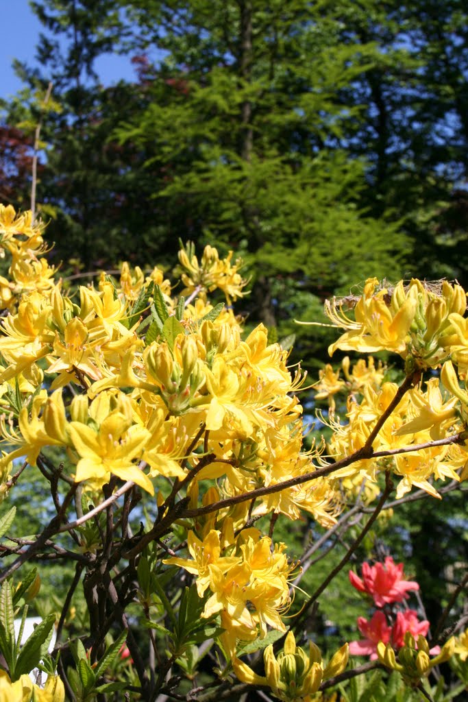 Śląsk zielony. Wiosna w ogrodzie botanicznym w Zabrzu by Krzysztof [uksp]