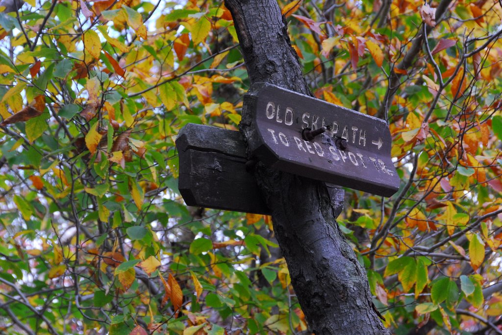 Old Ski Path by Gerald Hewes