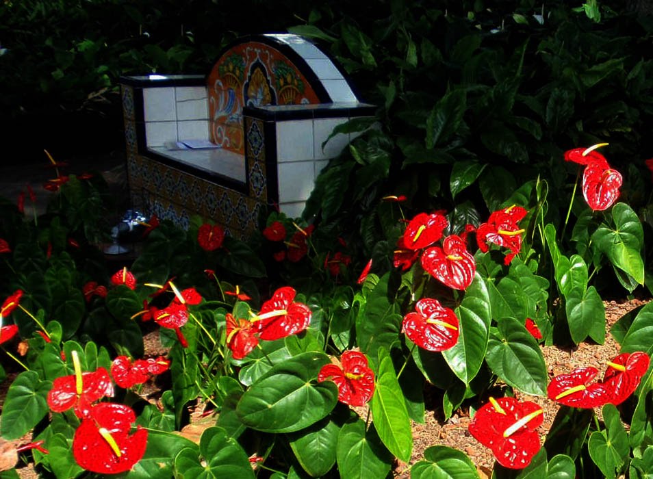 Calas rojas en los jardines del Centro de Arte La Estancia by Gladys María Suárez