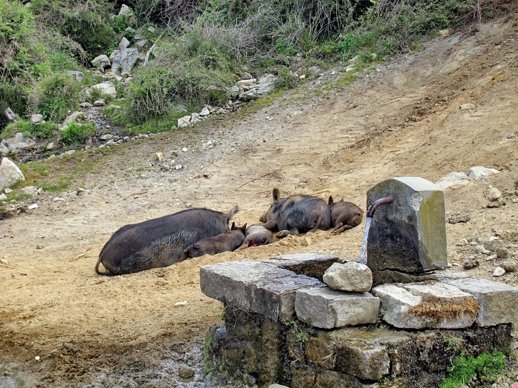 Sieste cochone by Royon