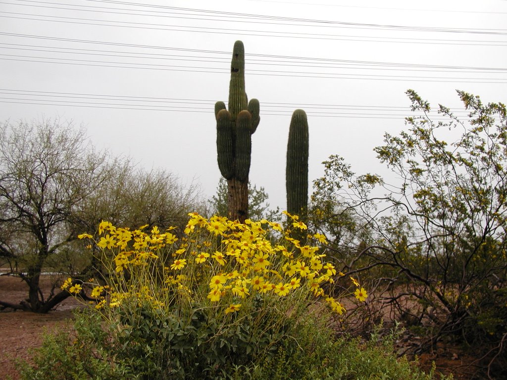 Rain, it does a desert good.. by Gerry Church