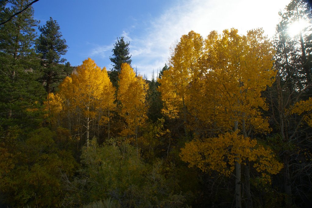 Fall in Gibbs canyon by Bruce Bernard