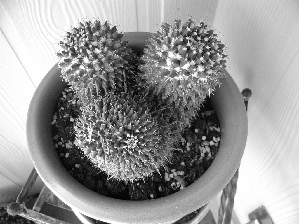 Skull Valley Cactus by Gerry Church