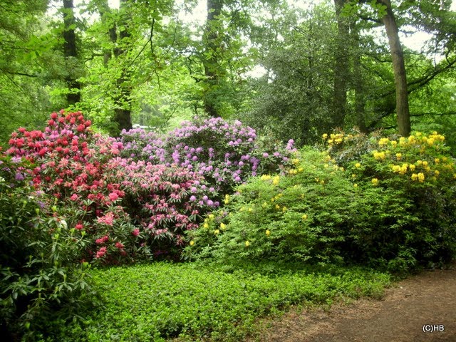 Bremen-St.Magnus, Knoop`s Park im Mai 2011, Sammlung historischer Rhododendron by Heinz.Bock