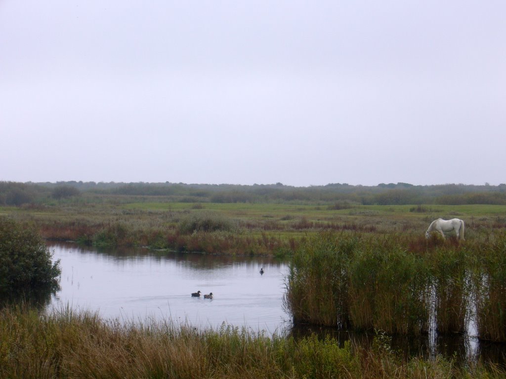 Westerplas en wit paard by Guido Musch