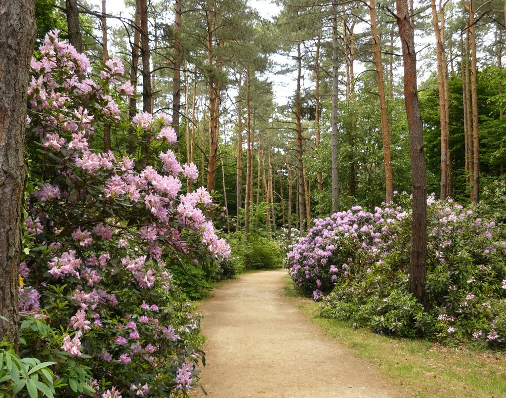 Jeli arborétumi sétány, Magyarország by Bozor Magdi