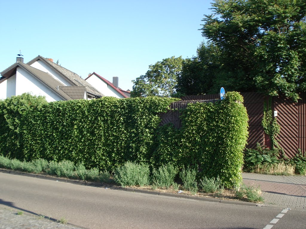 Schallschutzmauer im Bereich Domstiftstr./Taubenstr. by MA-DK 8710