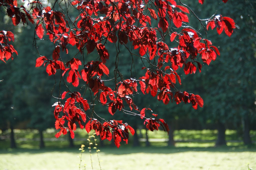 Red tree Irish National War Memorial Gardens Dublin Ireland by marlacho