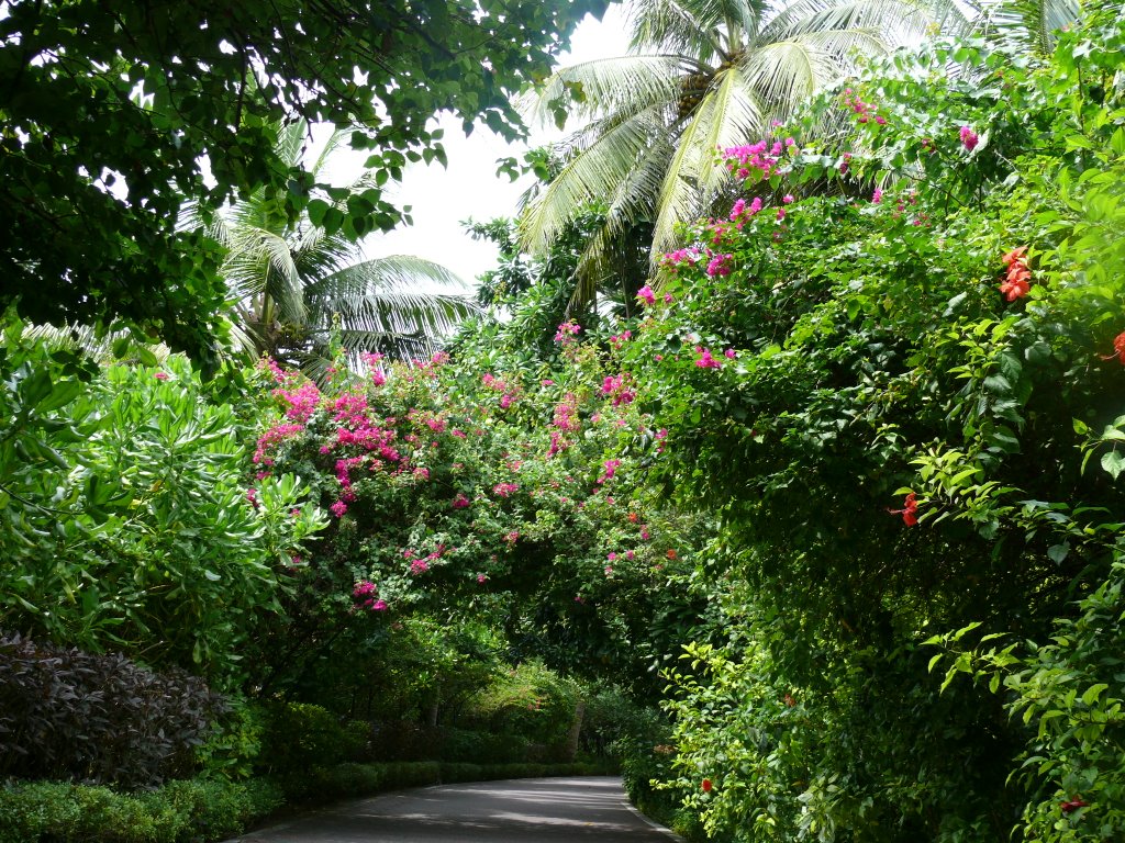 Tunnel de fleurs 2 by mag44