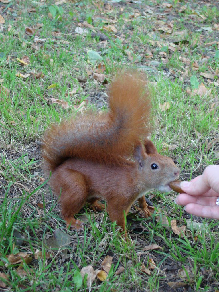 Squirrel in Skaryszewski Park by Magda Więckowska