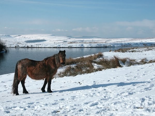 Horse in snow at Cefn Golau Pond by Jane Corey