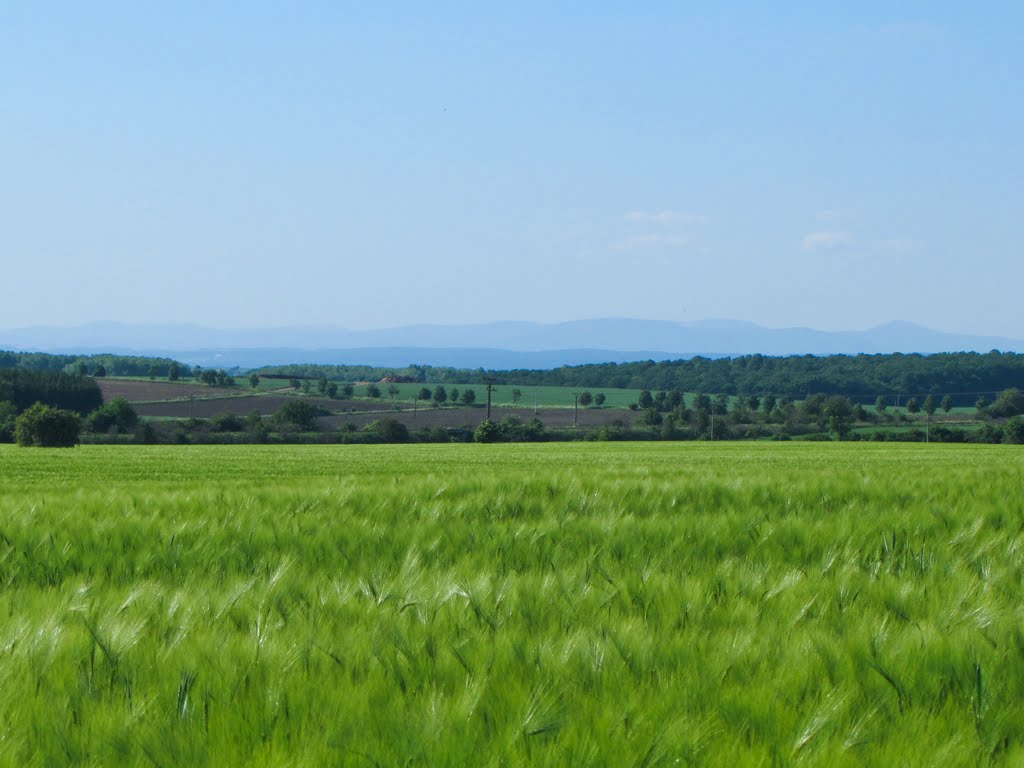 Krkonoše při pohledu od Očelic (Orlická tabule) by Mirka Schärfnerová