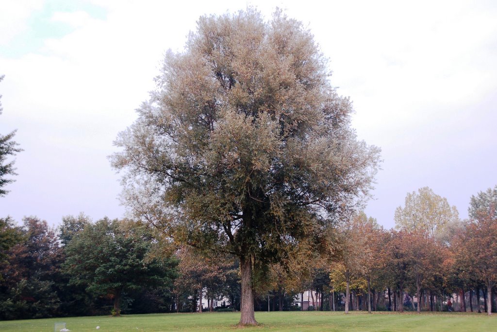 Park aan de Frisia by Peter Struijk