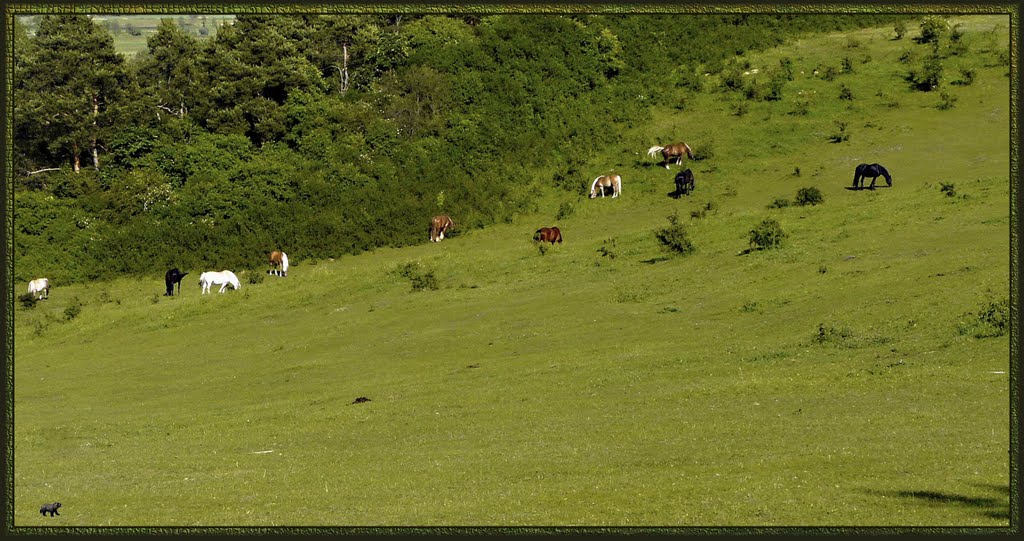 Horses Wellness by Ge Ko