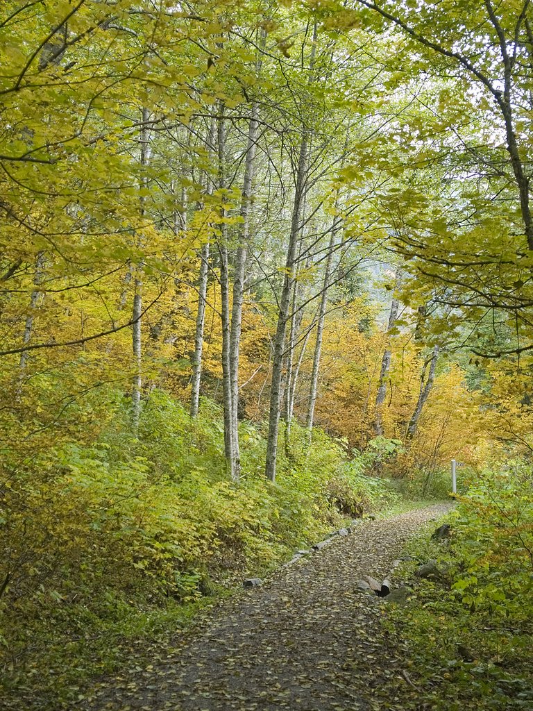 Iron Goat Trail by S. King