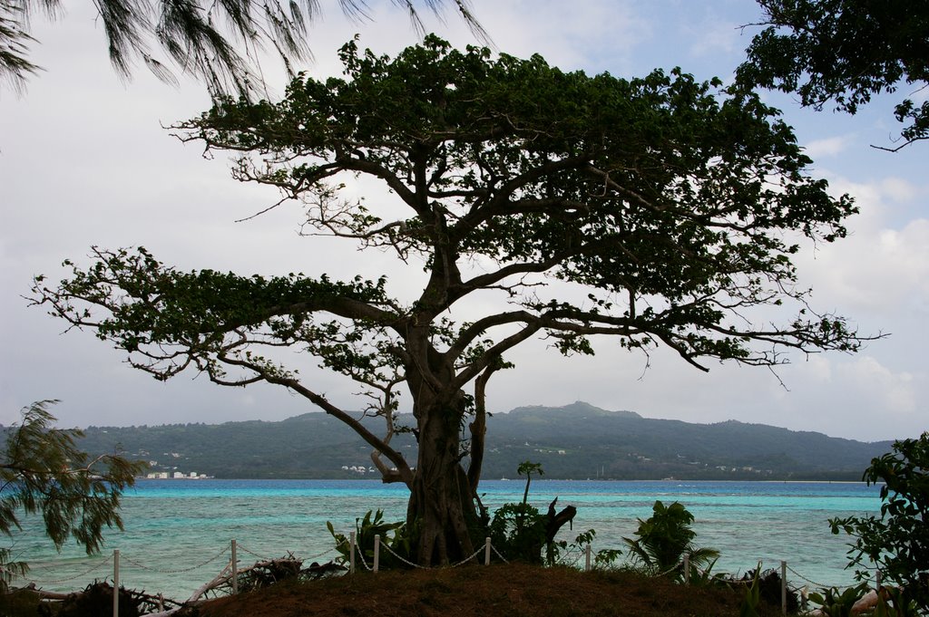 old tree on managaha by daniel mais