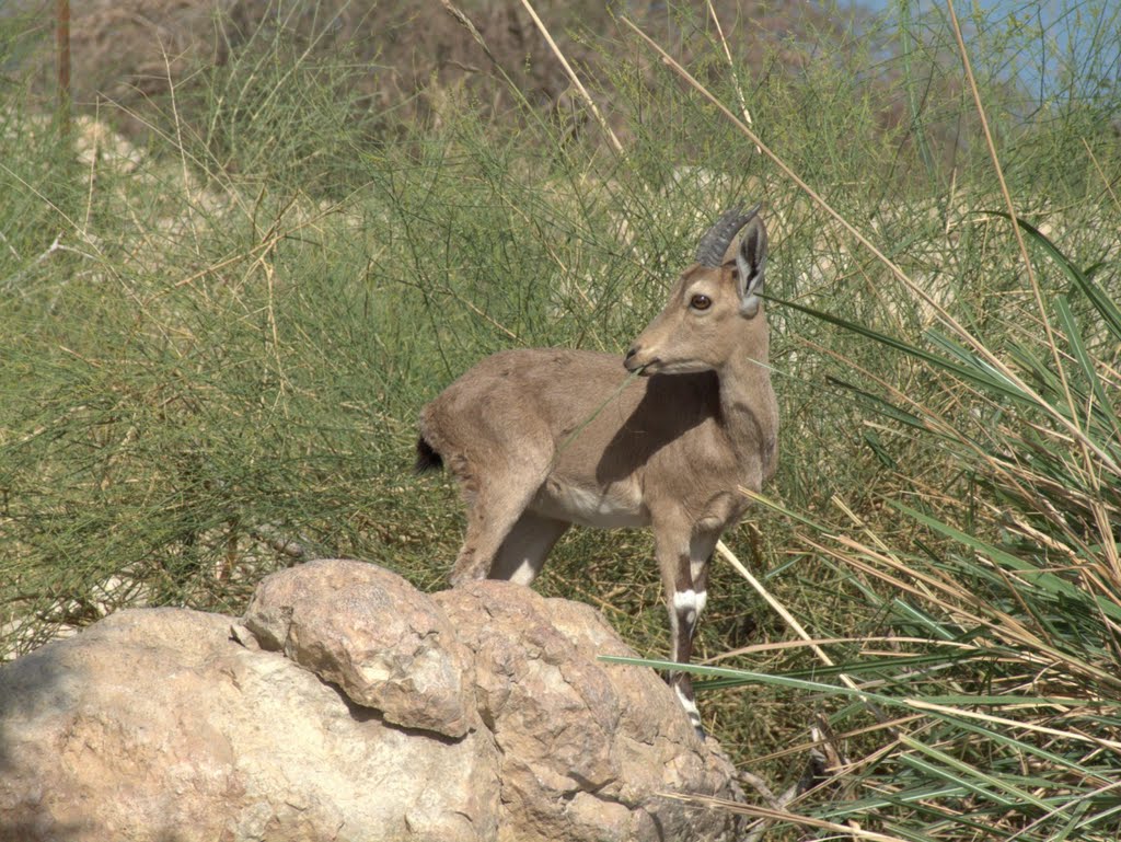 Ein Gedi - Capricorn 1 by hare0