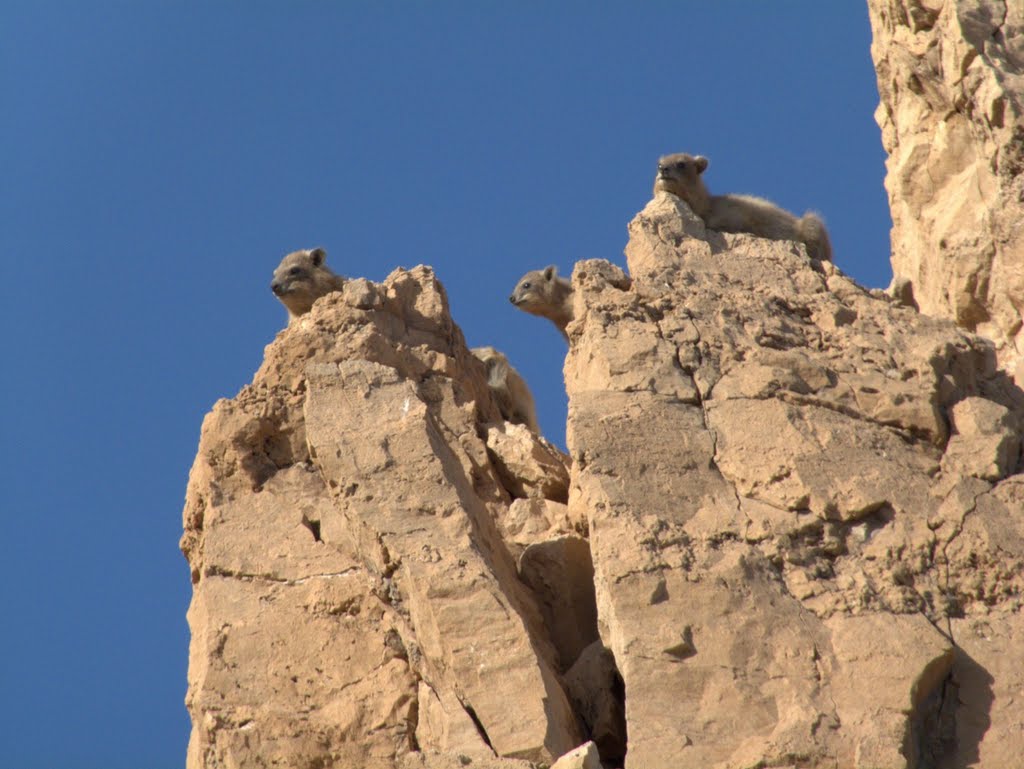 Ein Gedi - Rock hyrax by hare0