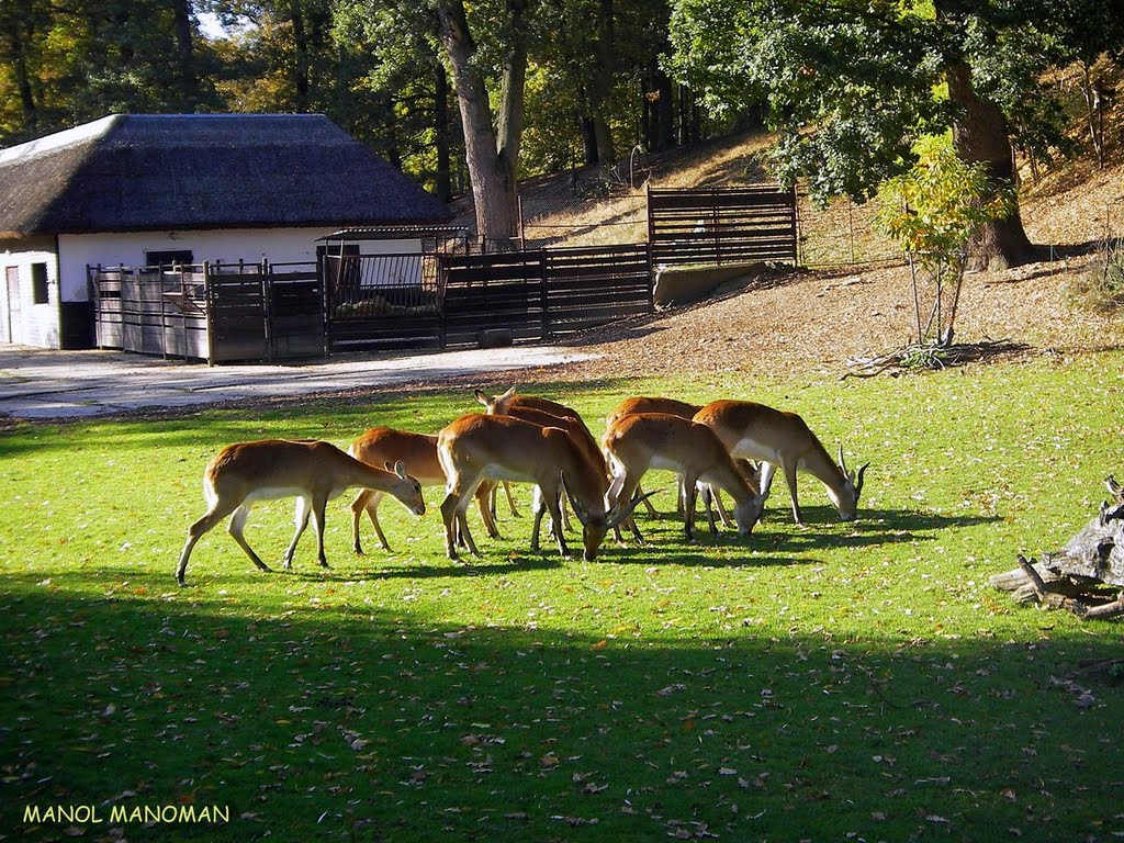 Zoo Lesna by © Manol Manoman