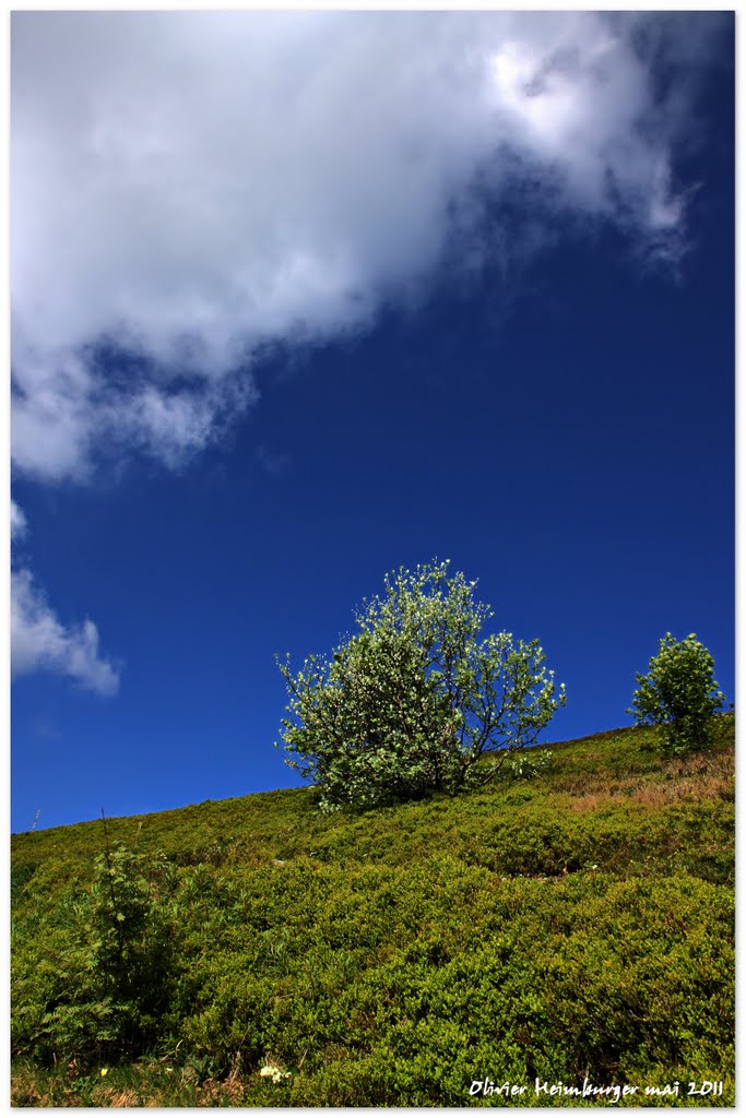 Vue du Grand Ballon d'Alsace by Olivier Heimburger